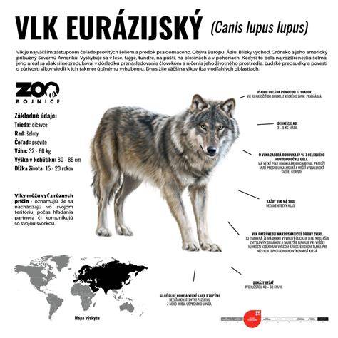 Infografika: Vývoj ČSV - vlk, NO a vznik plemena
