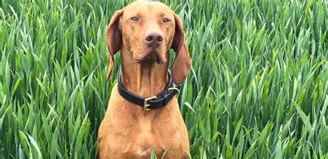 Vzhľad maďarskej vyžly