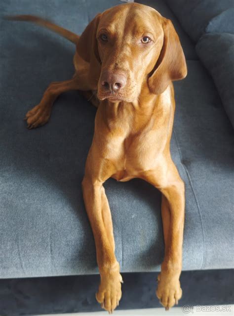 Maďarská vyžla pri športe