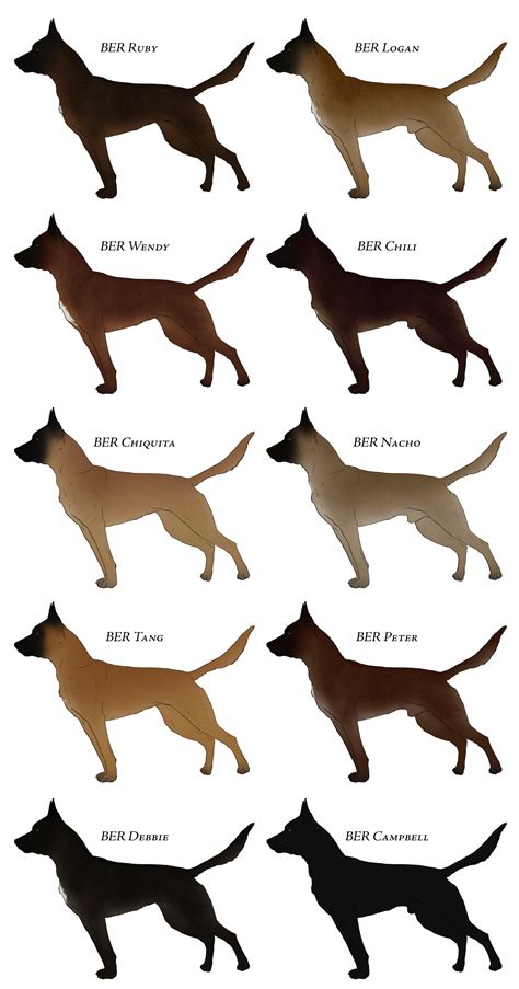 Infografika: Štandard belgického ovčiaka Malinois (štandardy, variácie srsti, farby)
