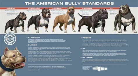 Tabuľka: typy American bully a ich charakteristiky