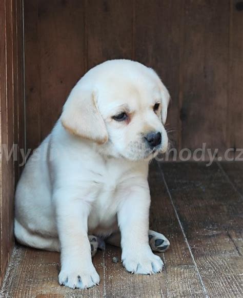 Šteňa labradorského retrievera v socializačnej rodine
