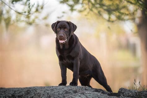 Ilustrácia psa plemena labradorský retriever
