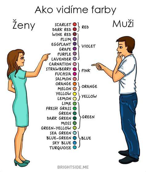 Infografika ukazujúca anatomické črty francúzskeho buldočka, typické rozmery a rozdiely medzi mužmi a ženami