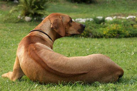 ľudský profil rodézskeho ridgebacka a typický ridge na chrbte