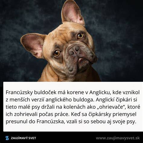 Infografika: História a pôvod francúzskeho buldočka