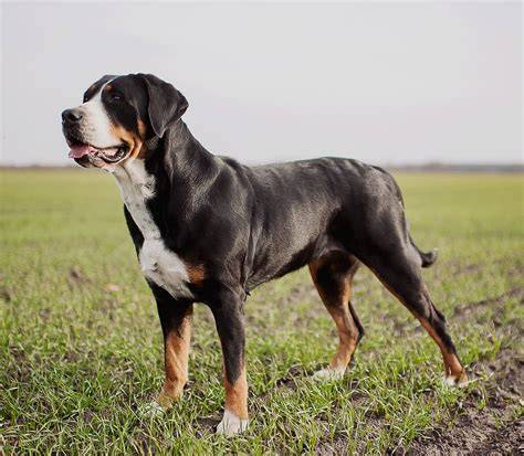 Infografika: Pôvod a história plemena Grosser Schweizer Sennenhund