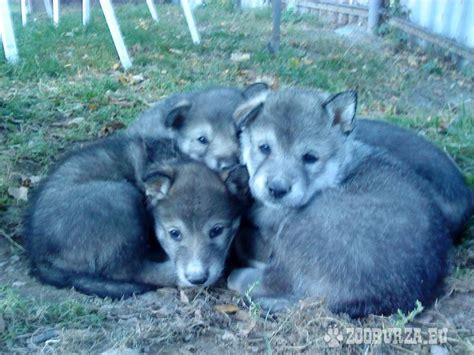 Šteniatka Saarloosovho vlčiaka v chovateľskej stanici