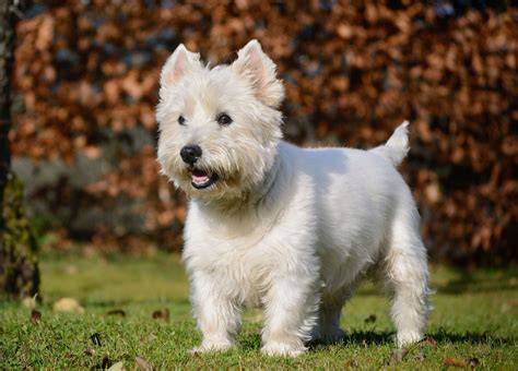 West Highland White Terrier - vizuál plemena