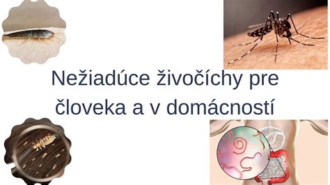 schéma_vzťahu_clovek_zviera_takto