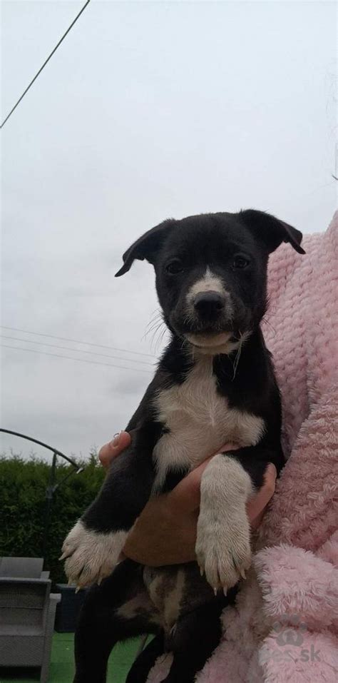 Šteniatko kríženec v košíku