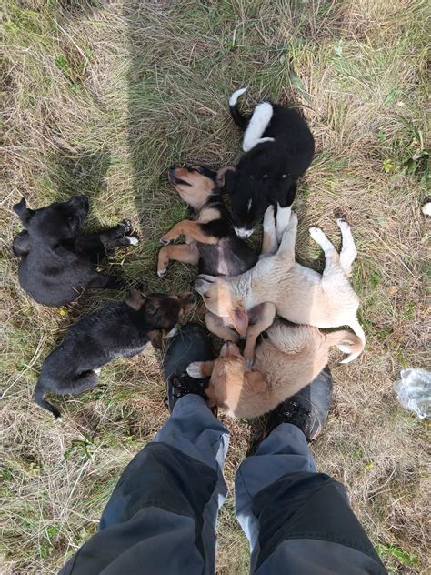 Hromada hrajúcich sa šteniatok