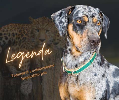Obrázok: Typické farebné varianty srsti Louisianského leopardieho psa