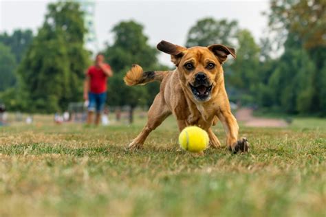 labrador_plavanie_a_aportovanie