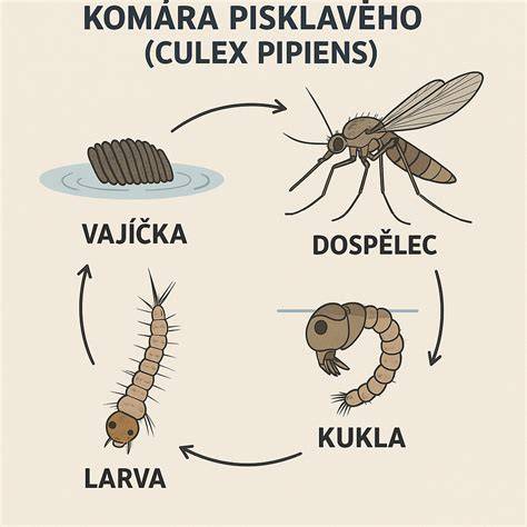 Infografika: Životný cyklus bĺch (vajíčko - larva - kukla - dospelý)