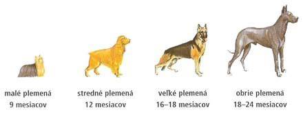 Infografika: Rast šteniat podľa veľkostných kategórií a typických míľnikov