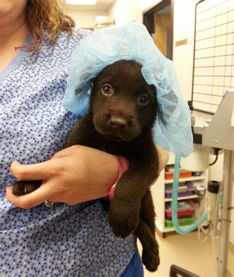 Veterinár kontroluje šteniatko pred odovzdaním