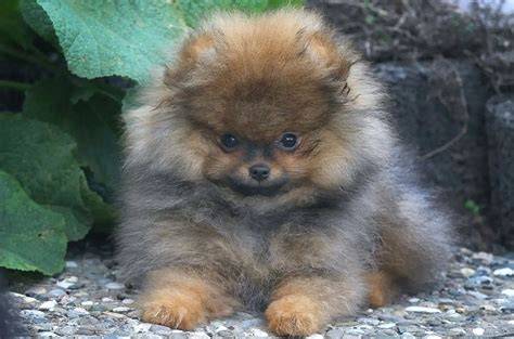 Trpasličí špic (Pomeranian) so sýto oranžovou srsťou