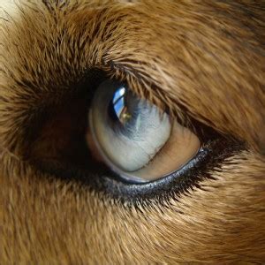 Psie oko a farebné spektrum
