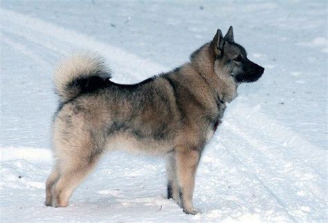 Nórsky sivý losí pes