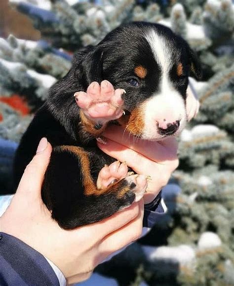 Šteniatka Appenzellského salašníckeho psa