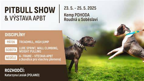 Infografika: Vývoj APBT od plemena bojového psa po rodinného spoločníka