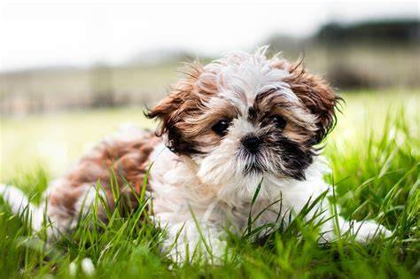 Shih Tzu a Čínsky chocholatý pes