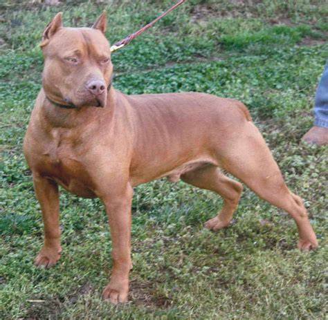 Infografika o rozdieloch medzi pitbull teriérmi a súvisiacimi plemenami (PP, ADBA, red nose)
