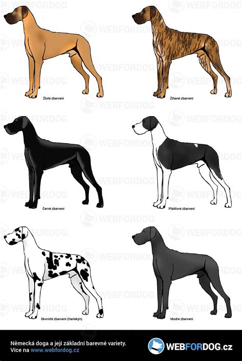 Grafika: rozdělení barevných rázů německé dogy