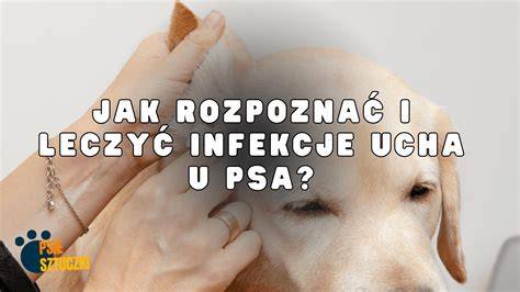 Diagram: Typické kroky pri očistení ucha psa (suché, čisté, kontrola)