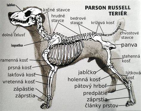 Infografika: Vzorová kostra tela a rozloženie srsti nemeckého špica