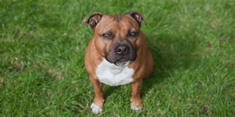 Infografika: Vzhľad Staffordshire bullterrier a rozdiely medzi farbami