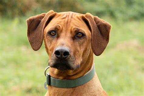 Ridgeback_chrbtový_hrebeň.jpg