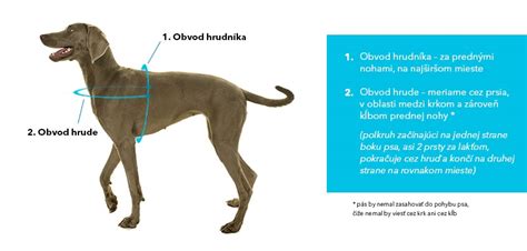 Meranie obojka pre psa