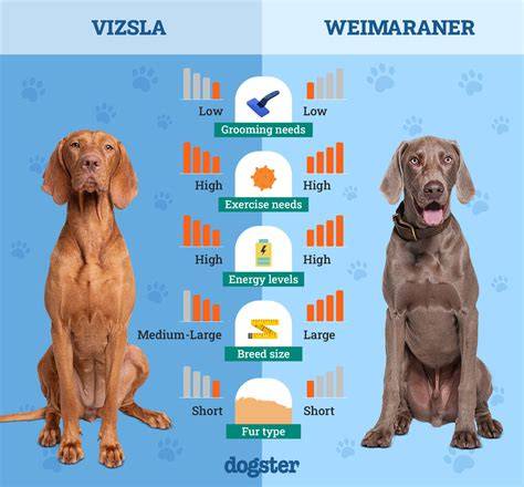 Ilustratívna vizsla a jej variácie: krátkosrstá vs. dlhosrstá