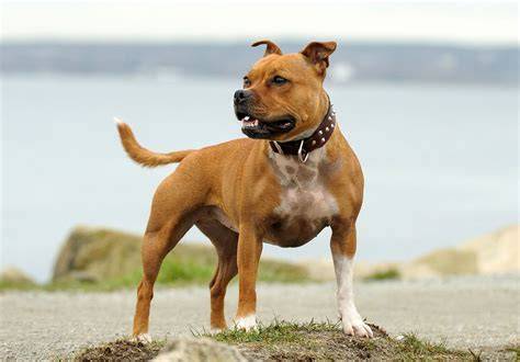 https://example.com/img/stafbull-hlava.jpg