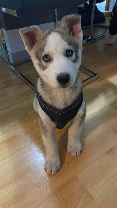 Šteniatko sibírskeho huskyho