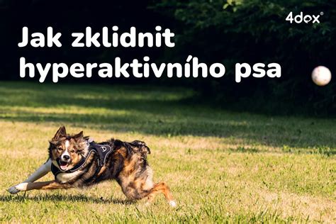 Infografika: Signály psa pri hre, tipy na zvládanie a pravidlá tréningu