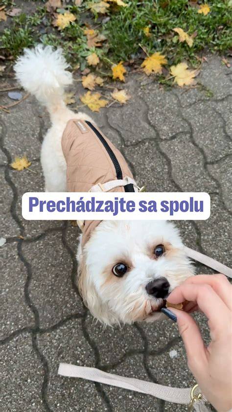 Obrázok ilustrácie psíka a dieťaťa spolu
