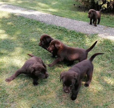 <človek: obrázok šteniatka čokoládového labradora, zobrazený s typickým výrazom a výrazom priateľskosti>