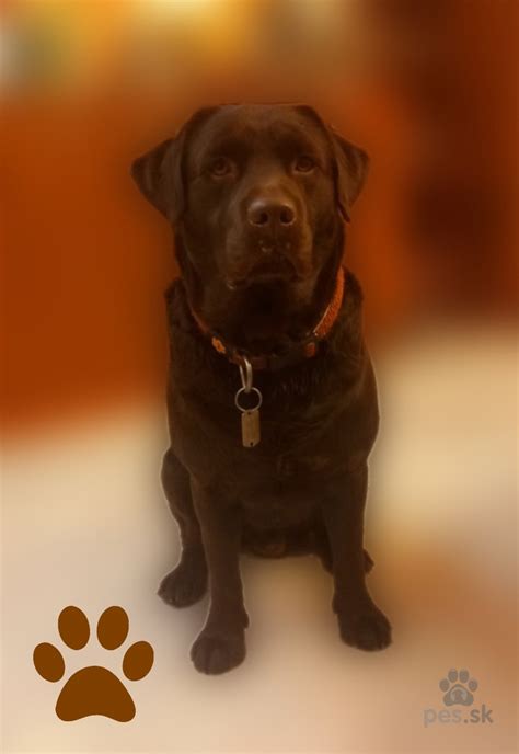 <tagimg>obrázok čokoládového labradora pri vode