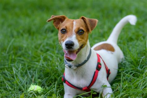 Výživa pre aktívneho Jack Russell teriéra