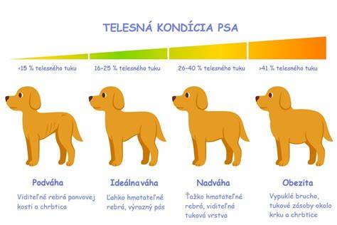 Infografika: Ako čítať tabuľku hmotnosti psa a skúmať index telesnej kondície