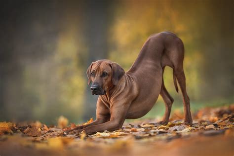 Rhodesian Ridgeback výška - diagram tela a dobre definovaný ridge na chrbte