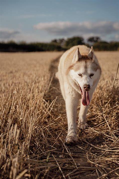 husky-kresba-pes-poradca