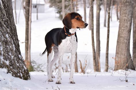 Treeing Walker Coonhound v akcii