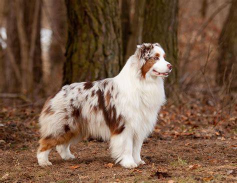 Farebné varianty srsti austrálskeho ovčiaka: blue-merle, red-merle, čierna, červená.