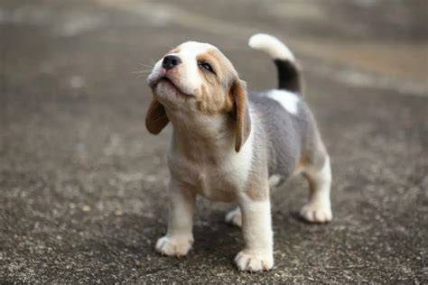 Infografika: Beagle charakteristiky, starostlivosť a výcvik