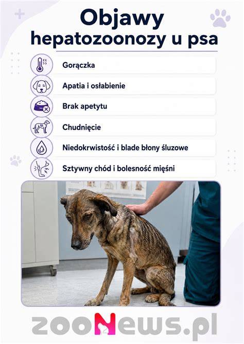 Infografika: bežné príčiny krívania psa a postupy diagnostiky