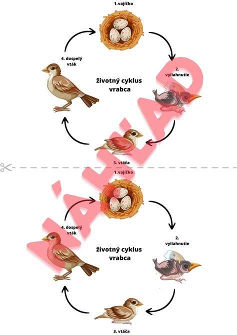 Infografika: Životný cyklus svrabu a cesty prenosu
